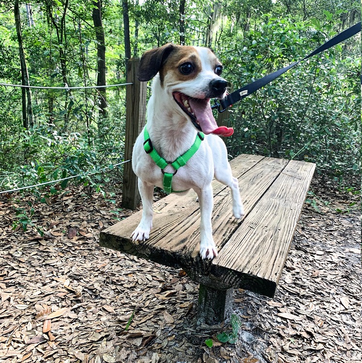 Dog at Jacksonville Arboretum and Gardens