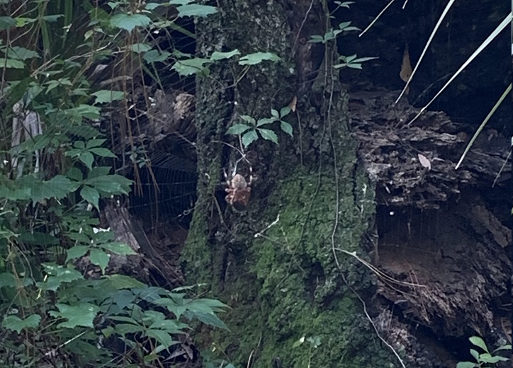 Jacksonville Arboretum and Gardens
