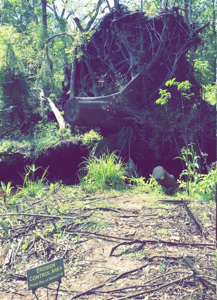 Jacksonville Arboretum and Gardens