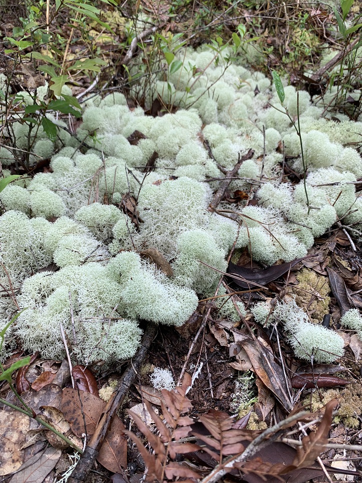 Bogey Creek Preserve Hiking Trail