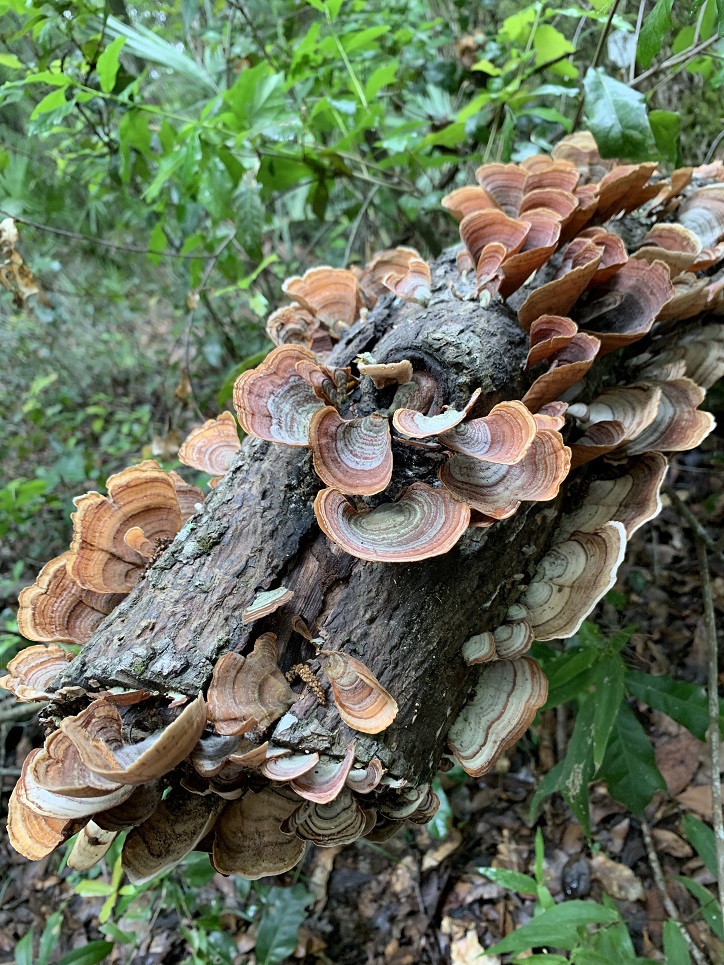 Bogey Creek Preserve Hiking Trail