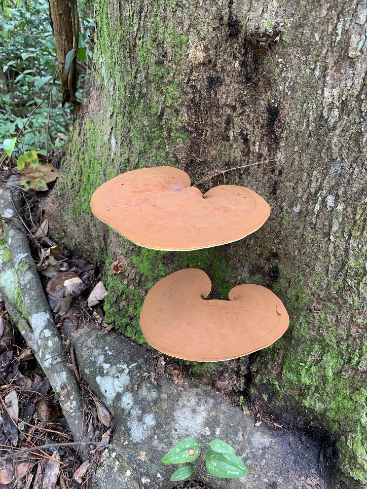 Bogey Creek Preserve Hiking Trail