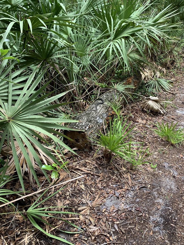 Bogey Creek Preserve Hiking Trail