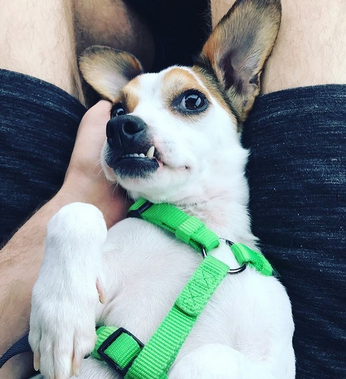 Yellow Bluff Fort Jacksonville Florida Dog Friendly