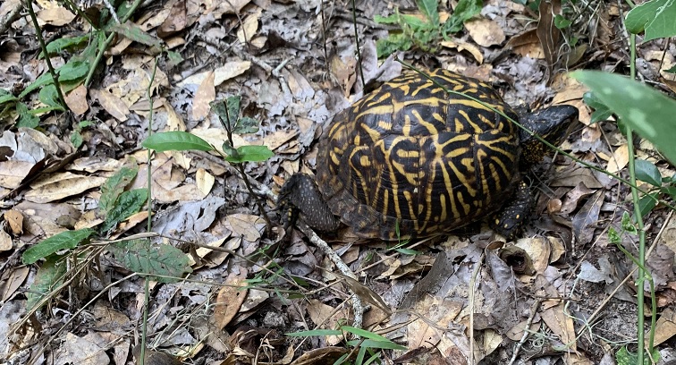 Dutton Island Preserve II Jacksonville Florida