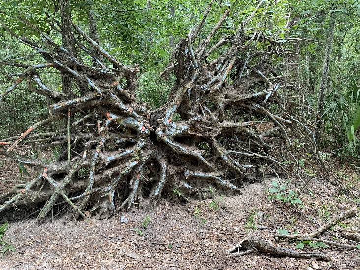 Dutton Island Preserve II Jacksonville Florida