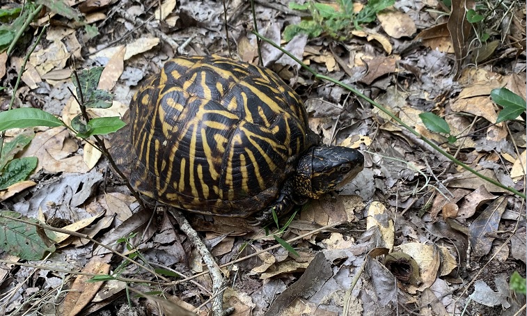 Dutton Island Preserve II Jacksonville Florida