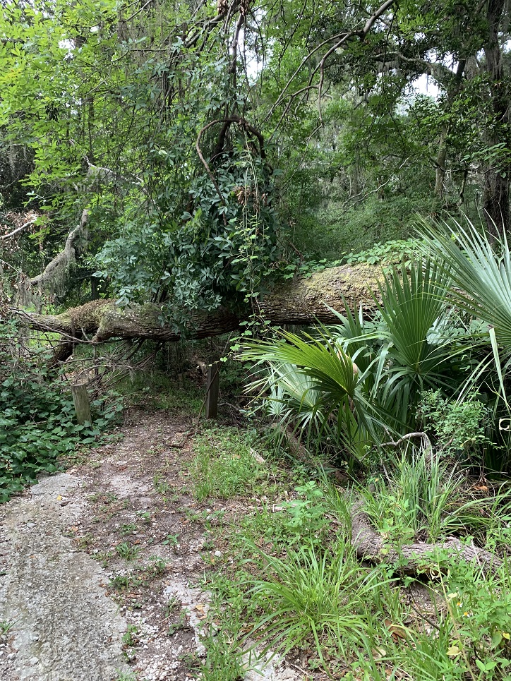 Fort George Island Jacksonville Florida