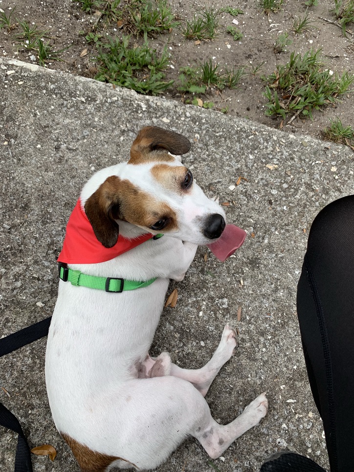 Fort George Island Jacksonville Florida Dog Friendly