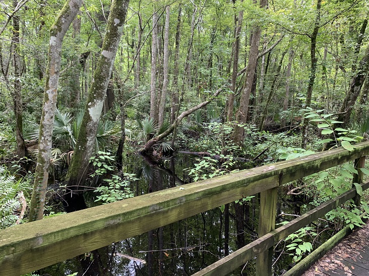 Julington Durbin Creek Preserve Hiking Trail