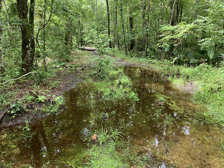 Julington Durbin Creek Preserve Hiking Trail