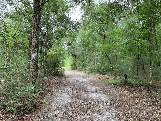 Julington Durbin Creek Preserve Hiking Trail