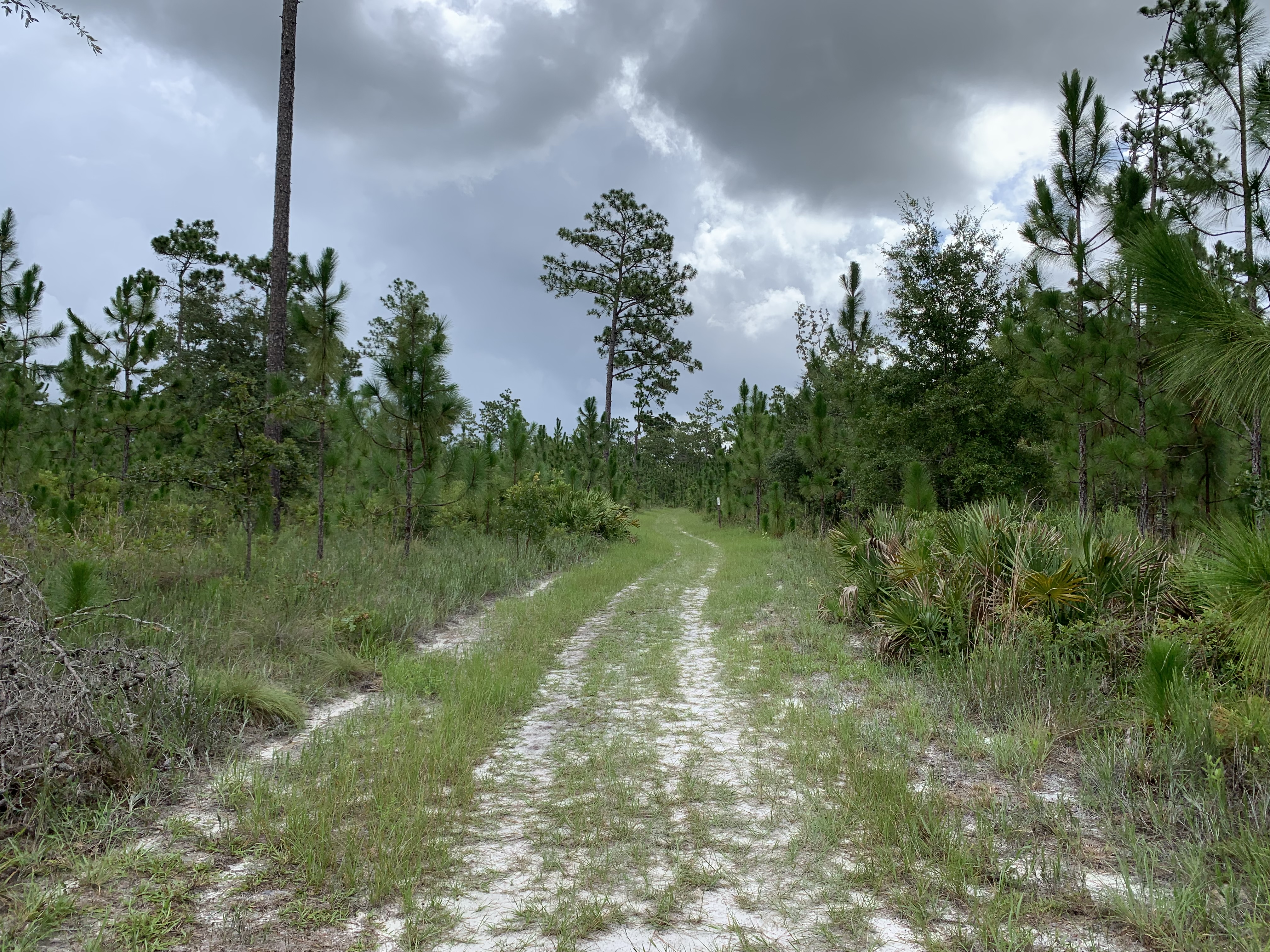 Julington Durbin Creek Preserve Hiking Trail
