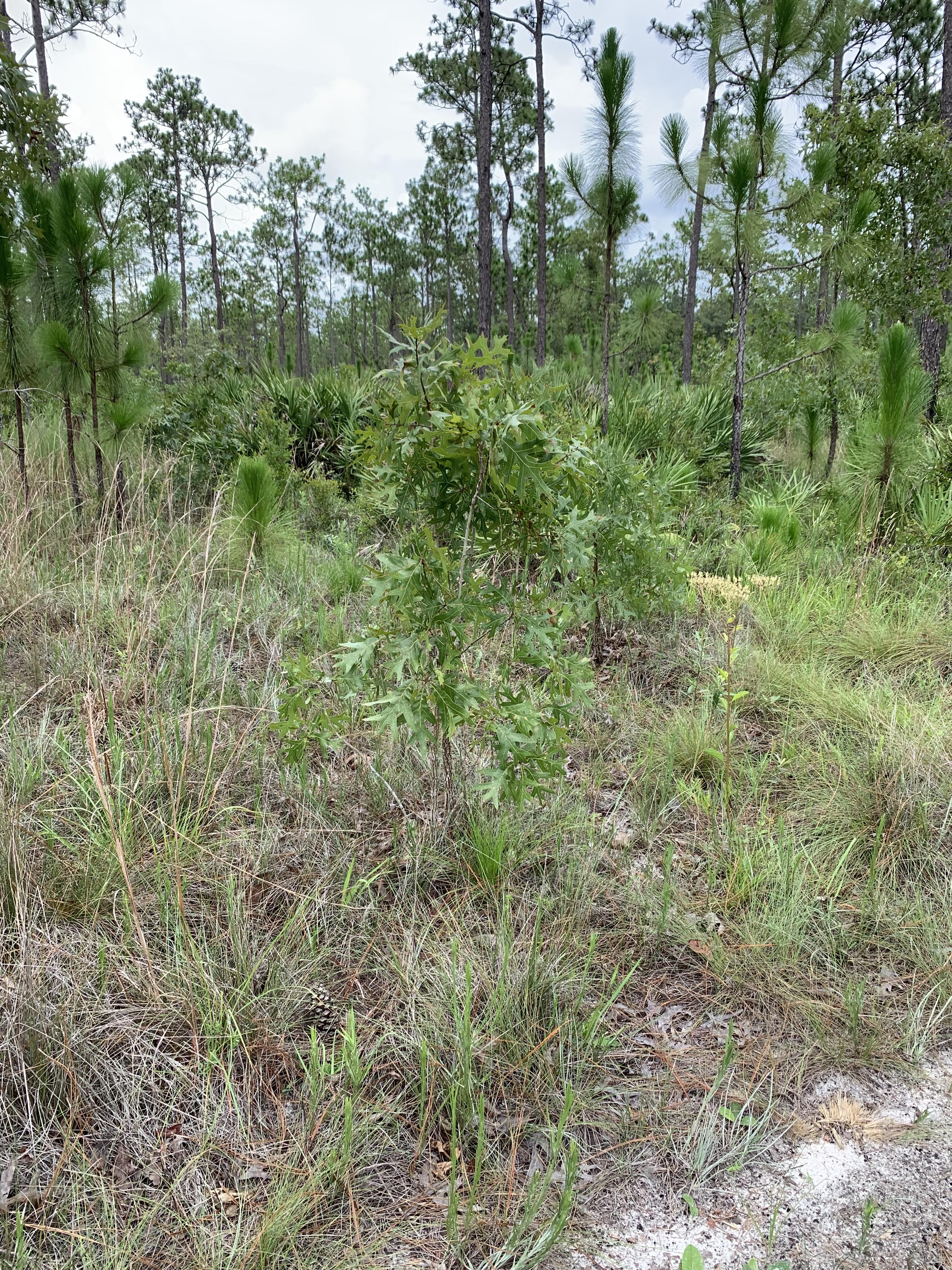 Julington Durbin Creek Preserve Hiking Trail