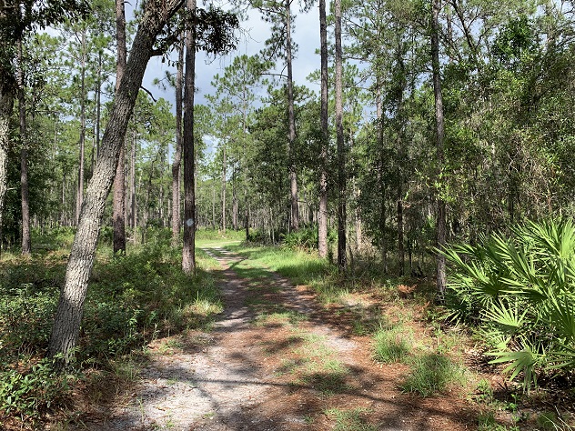 Julington Durbin Creek Preserve Hiking Trail