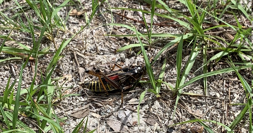 Julington Durbin Creek Preserve Hiking Trail