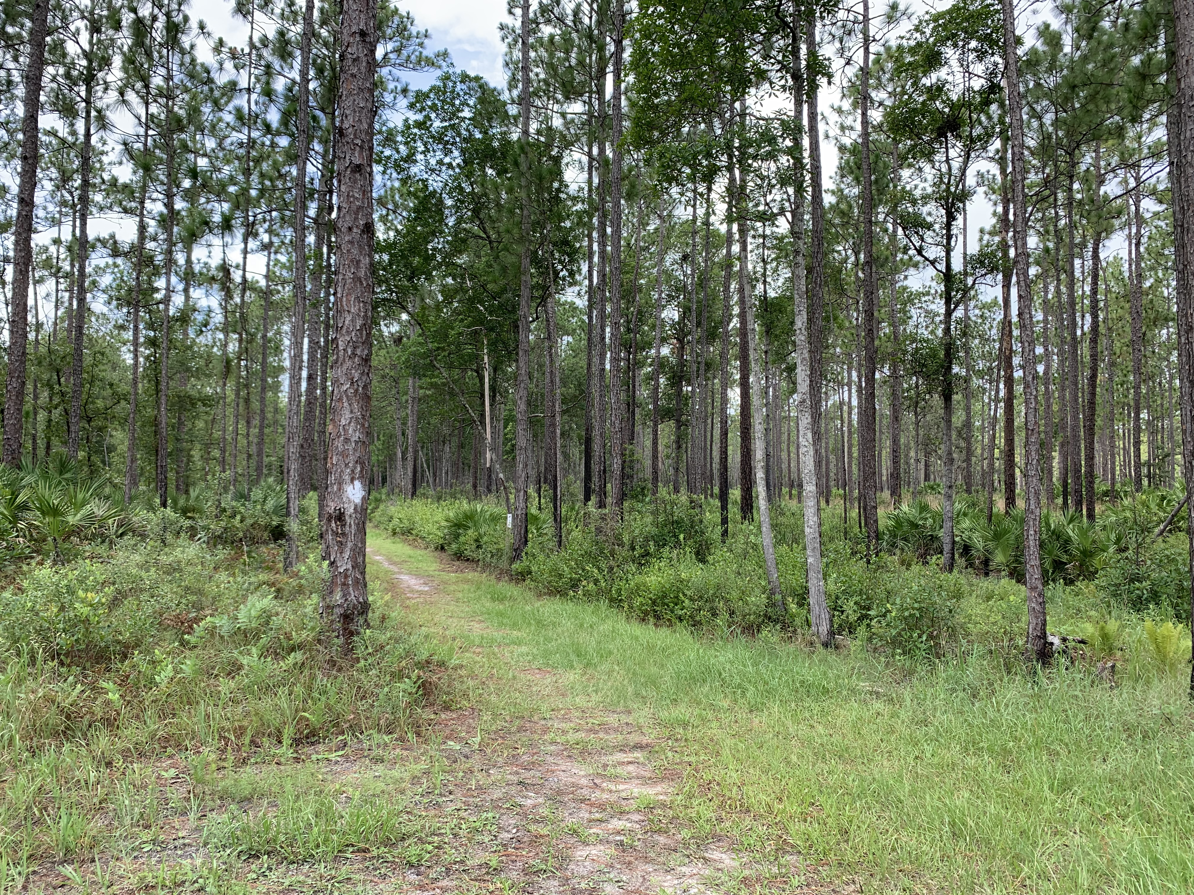 Julington Durbin Creek Preserve Hiking Trail
