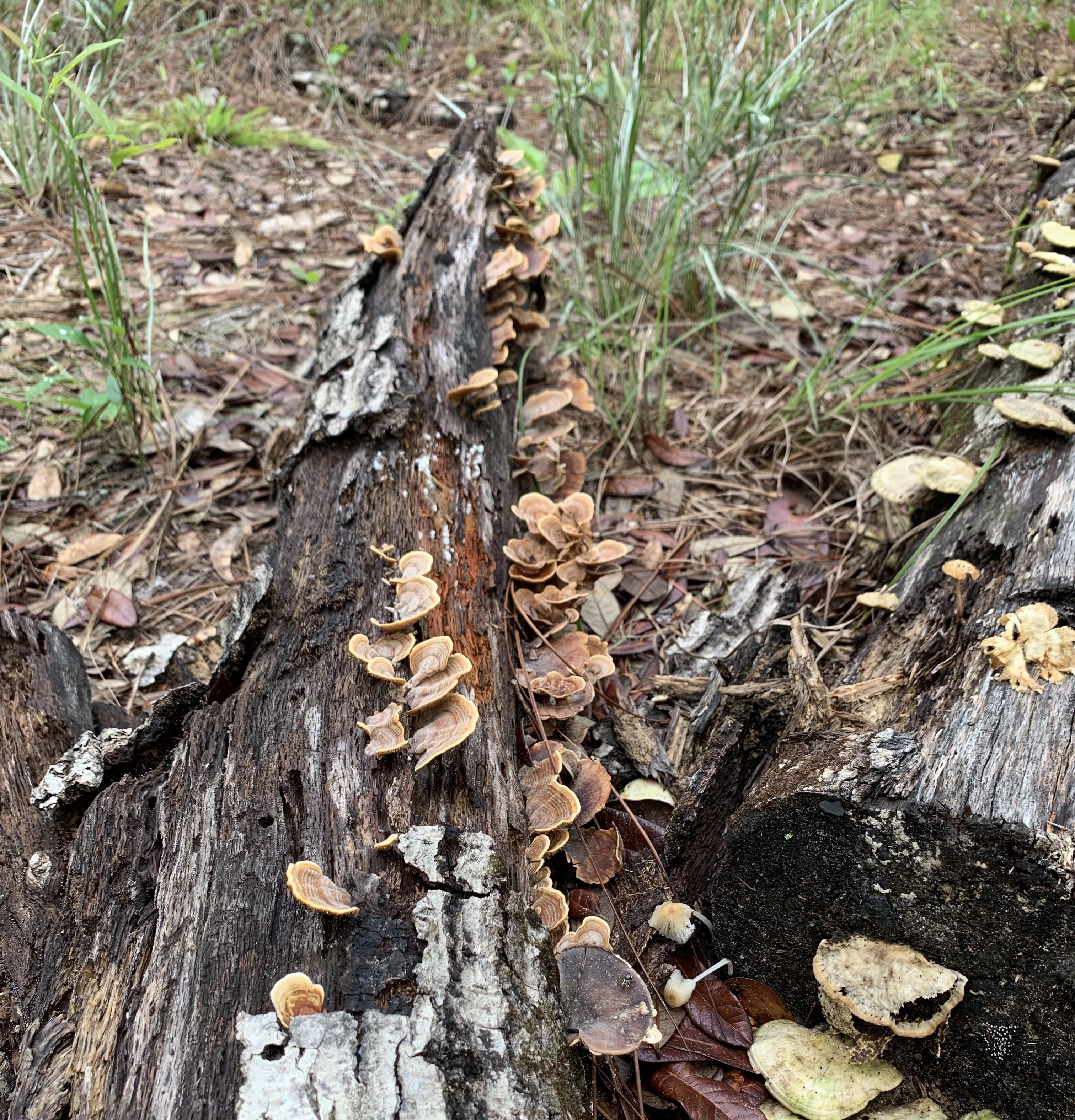 Julington Durbin Creek Preserve Hiking Trail