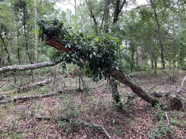 Julington Durbin Creek Preserve Hiking Trail