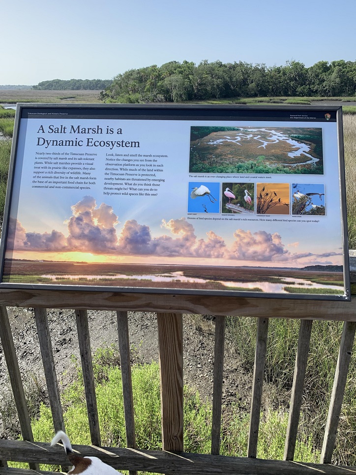 Spanish Pond lookout tower