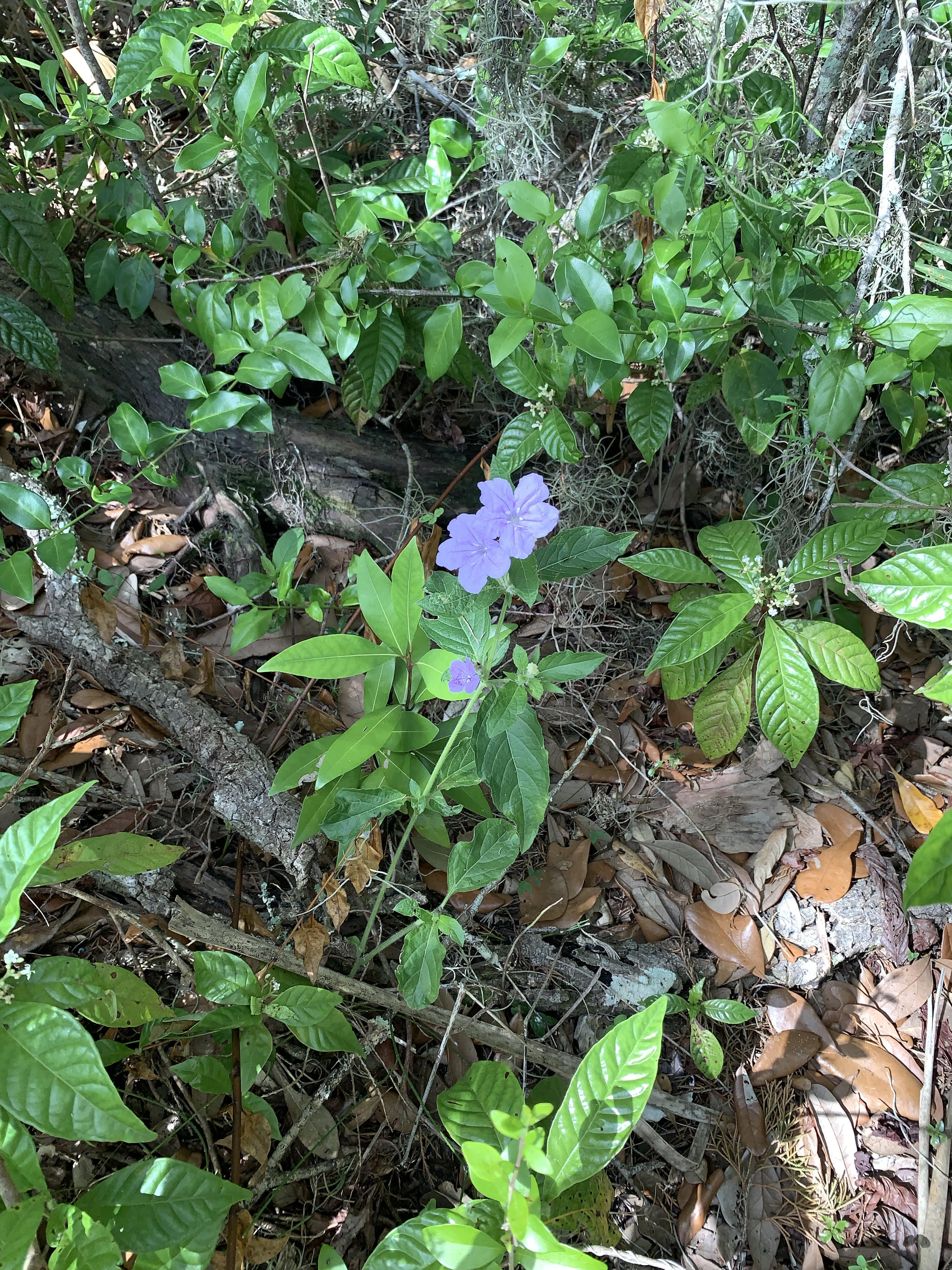 Spanish Pond Jacksonville FL