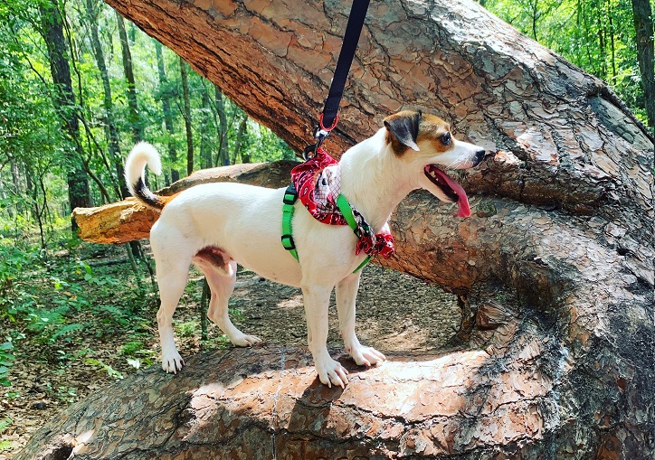 Tillie K. Fowler Park Jacksonville Florida Dog Friendly