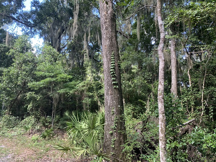 Willie Browne Trail Jacksonville Florida 