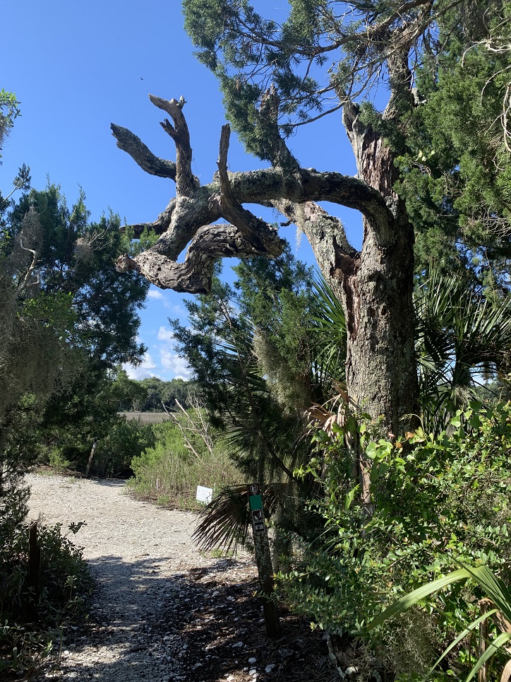 Willie Browne Trail Jacksonville Florida