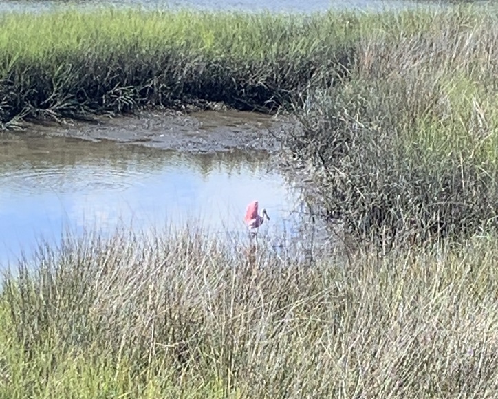 Willie Browne Trail Jacksonville Florida